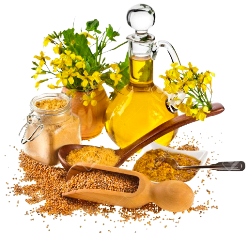 23514696-mustard-oil-jar-and-mustard-powder-spoon-seeds-scoop-with-fresh-mustard-flower-on-white-removebg-preview